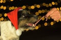 Cute Little Jack Russell Terrier dog is licking a candy cane in front of blurred Christmas background. Candy is held out to him Royalty Free Stock Photo