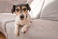 Cute Little Jack Russell Terrier dog lies on a gray sofa. He is attentive and focused and looks into the camera Royalty Free Stock Photo