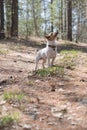 Little Jack Russell Terrier dog standing on a forest path, looking away. close-up detail. A young jack russell terrier on a walk