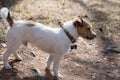 Little Jack Russell Terrier dog standing on a forest path, looking away. close-up detail. A young jack russell terrier on a walk