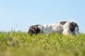 Little Jack Russell Terrier dog is tracking a trail and has his nose on the ground in the tall grass ind front of blue sky