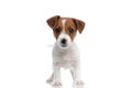 Little jack russell terrier dog waving his tail
