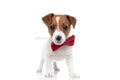 little jack russell terrier dog waving his tail