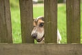 Cute Little Jack Russell Terrier dog 12 years old. Doggie squeezes his nose through the fence opening Royalty Free Stock Photo