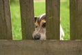 Cute Little Jack Russell Terrier dog 12 years old. Doggie squeezes his nose through the fence opening Royalty Free Stock Photo