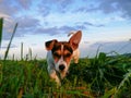 Little Jack Russell Terrier exploring world
