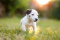Little Jack Russell Terrier kid in sunset