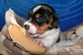 Little Jack Russell Terrier Puppy