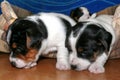 Little Jack Russell Terrier Puppies