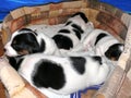 Little Jack Russell Terrier Puppies
