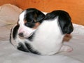 Little Jack Russell Terrier Puppies