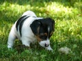 Little Jack Russell Terrier Puppy exploring world