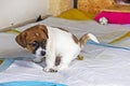 Little Jack Russell Terrier puppy poops on the diaper. Diaper and toilet training