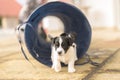 Yound Jack Russell Terrier puppy dog 6 weeks old, playing and running with joy through a tunnel
