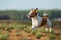 Little jack russell terrier runs by the water. Dog on the lake