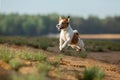 Little jack russell terrier runs by the water. Dog on the lake