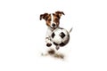 little jack russell terrier with a soccer ball