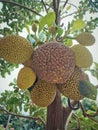 Little Jackfruit Tree Royalty Free Stock Photo