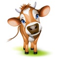 Little jersey cow Royalty Free Stock Photo