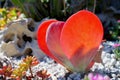 Paddle Plant, Paddle Kalanchoe, Red Pancakes, Desert Cabbage