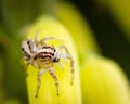 Little jumper spider on a yellow flower Royalty Free Stock Photo