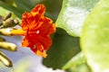 Red hummingbird vine with a little spider and bee pollen Royalty Free Stock Photo