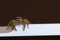 little jumping spider with green eyes is climbing around on a laptop