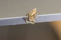 Little jumping spider with green eyes is climbing around on a laptop