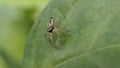 Little Jumping Spider on a leaf Royalty Free Stock Photo