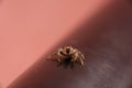 Little jumping spider Royalty Free Stock Photo