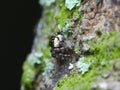 Little jumping spider on the mossy wood