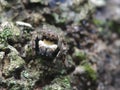 Little jumping spider on mossy wood