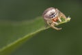 Little jumping spider salticidae Thyenne imperialis watching for prey on his leaf