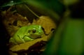 A little jungle frog Royalty Free Stock Photo