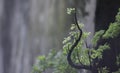 Little Jungle Tree in a Tropical Place