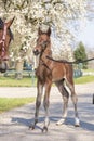 Little just born brown horse, one day old, standing, white blossoming tree in the background during the day with a countryside Royalty Free Stock Photo