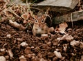 Little juvenile chipmunk