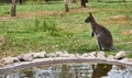 Little kangaroo