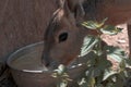 Little kangaroos in a zoo Royalty Free Stock Photo