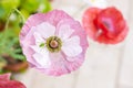 Little katydid on a pink mauve poppy flower Royalty Free Stock Photo