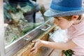 Little kid boy admire Poisonous green snake in terrarium