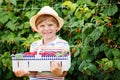 Little kid boy having fun on raspberry farm Royalty Free Stock Photo