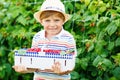 Little kid boy having fun on raspberry farm Royalty Free Stock Photo