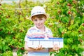 Little kid boy having fun on raspberry farm in summer. Child picking healthy organic food, fresh berries. Happy Royalty Free Stock Photo