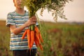 Little kid boy holding a carrots in his hands. Closeup Royalty Free Stock Photo