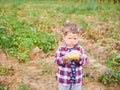 Little kid boy holding a fresh potato in his hands in the garden. Royalty Free Stock Photo