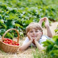 Little kid boy picking strawberries on farm, outdoors. Royalty Free Stock Photo