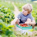 Little kid boy picking strawberries on farm, outdoors. Royalty Free Stock Photo