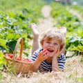 Little kid boy picking strawberries on farm, outdoors. Royalty Free Stock Photo