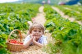 Little kid boy picking strawberries on farm, outdoors. Royalty Free Stock Photo